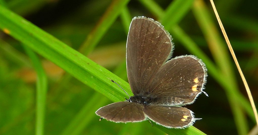 Modraszek argiades (Cupido argiades)