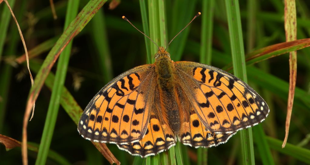 Dostojka aglaja, perłowiec aglaja, (Argynnis aglaja)