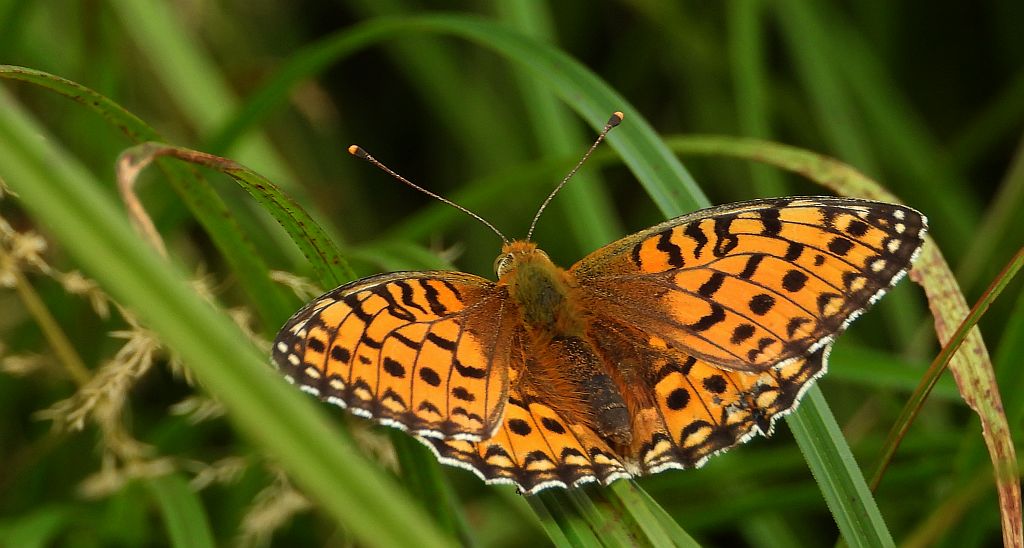 Dostojka aglaja, perłowiec aglaja, (Argynnis aglaja)