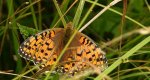 Dostojka aglaja, perłowiec aglaja, (Argynnis aglaja)