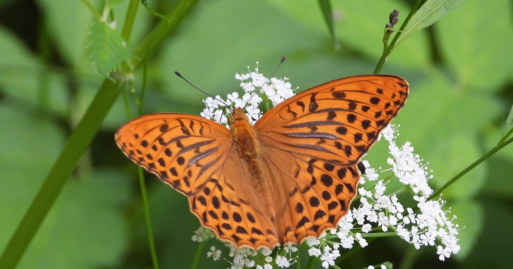 Dostojka malinowiec, perłowiec malinowiec (Argynnis paphia)