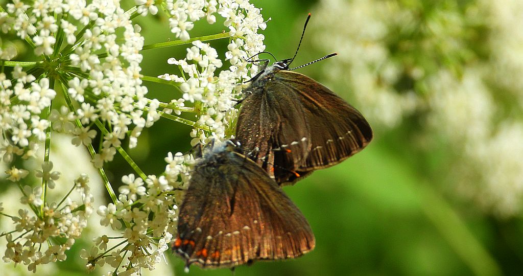 Ogończyk ostrokrzewowiec (Nordmania ilicis)