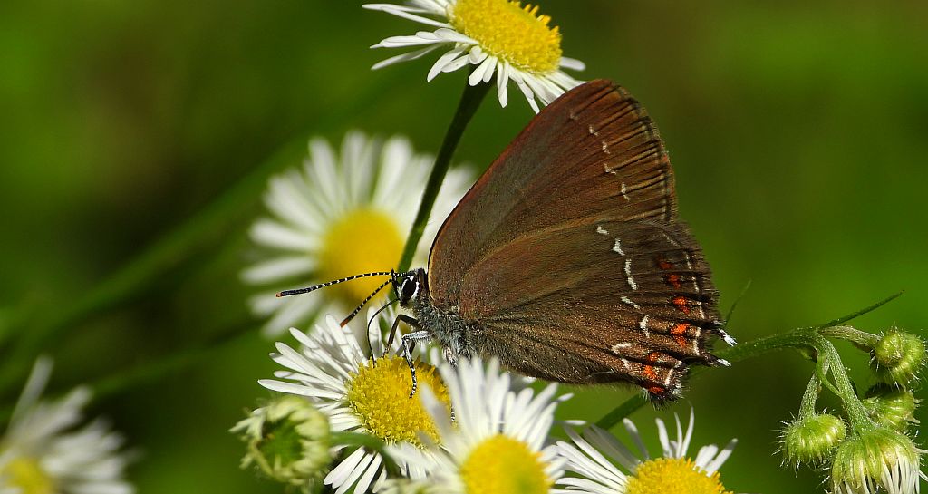 Ogończyk ostrokrzewowiec (Nordmania ilicis)