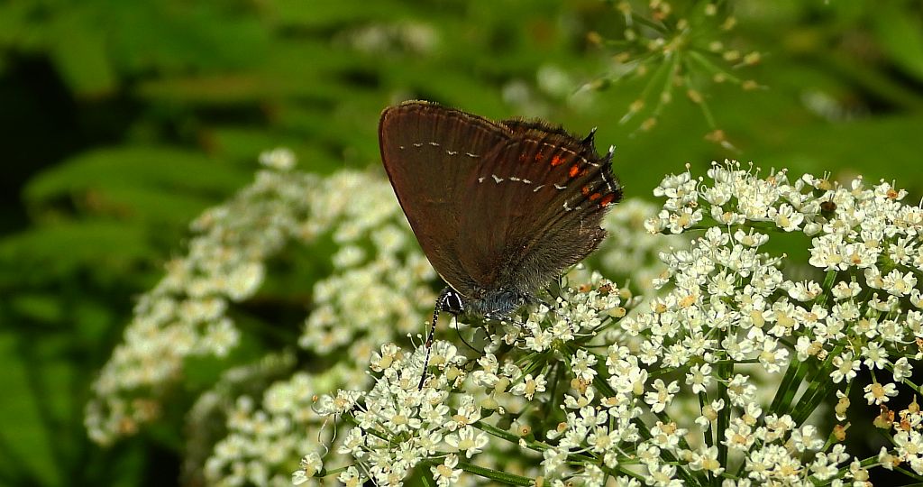 Ogończyk ostrokrzewowiec (Nordmania ilicis)