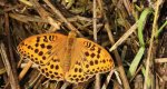 Dostojka laodyce (Argynnis laodice)