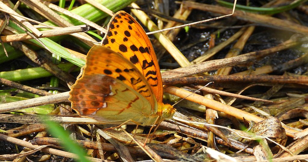 Dostojka laodyce (Argynnis laodice)