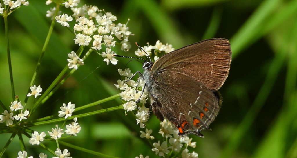 Ogończyk ostrokrzewowiec (Nordmania ilicis)