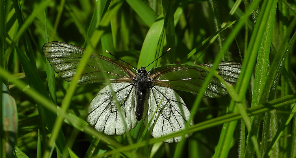 Niestrzęp głogowiec (Aporia crataegi)