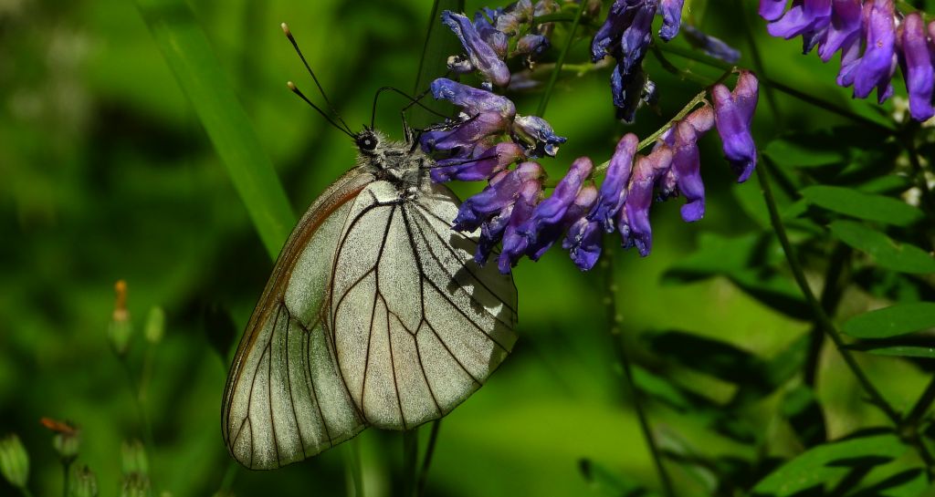 Niestrzęp głogowiec (Aporia crataegi)