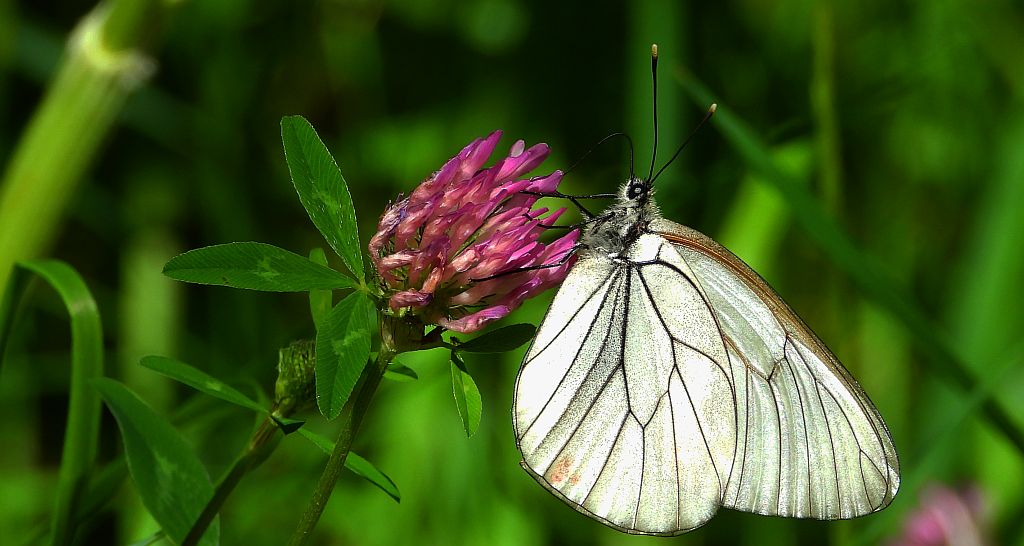 Niestrzęp głogowiec (Aporia crataegi)
