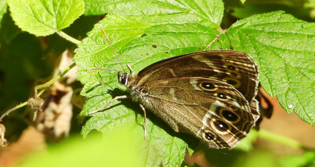 Osadnik wielkooki (Lopinga achine)