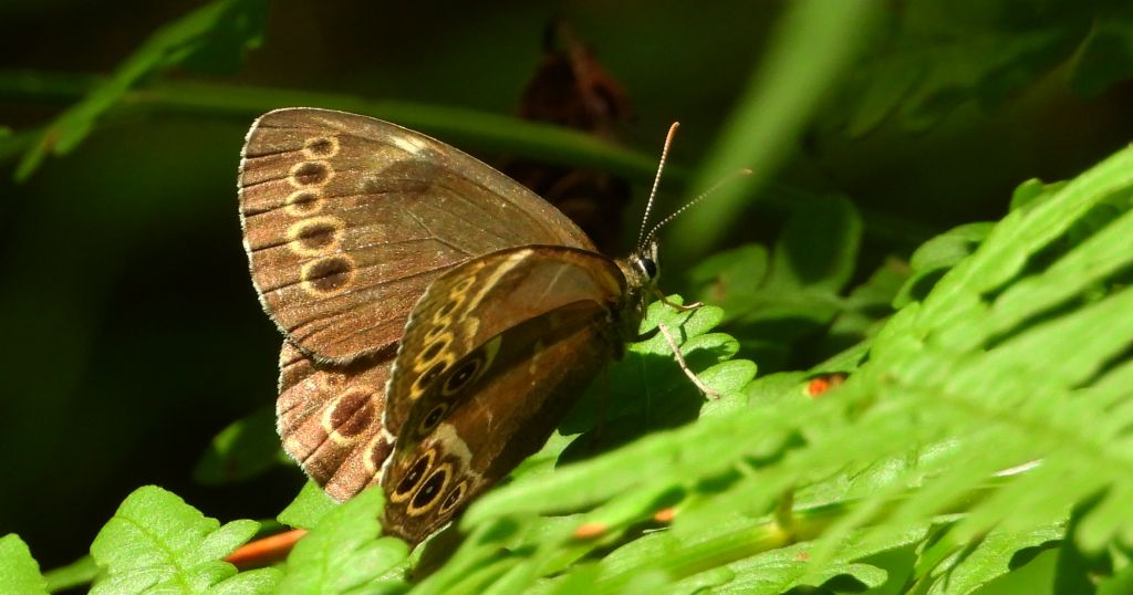 Osadnik wielkooki (Lopinga achine)