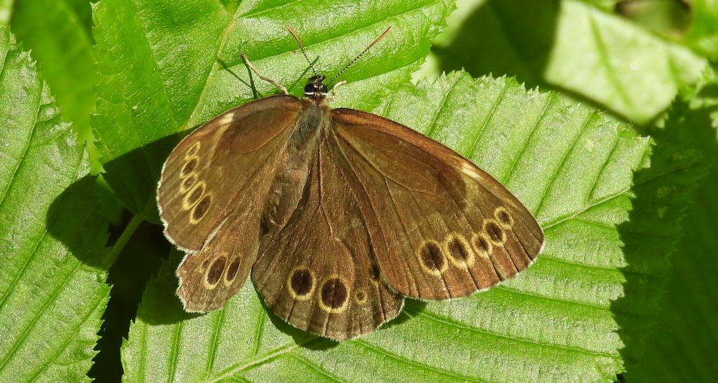 Osadnik wielkooki (Lopinga achine)