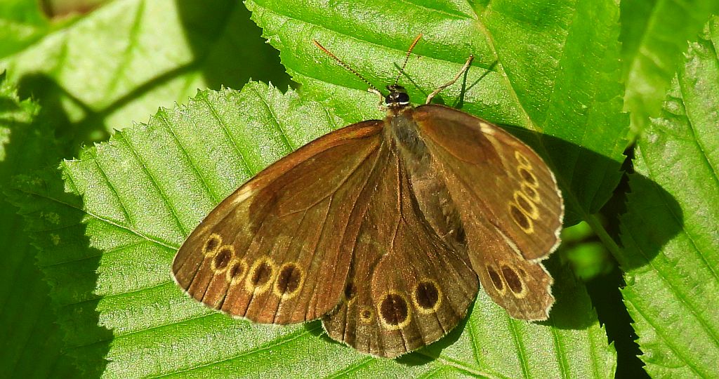 Osadnik wielkooki (Lopinga achine)