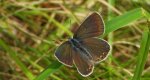 Modraszek amandus (Polyommatus amandus)