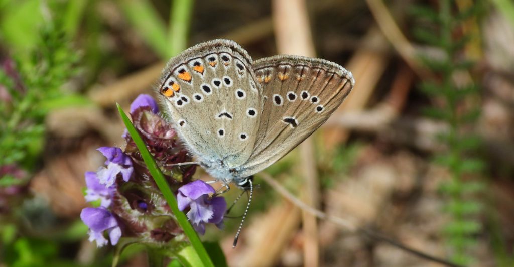 Modraszek amandus (Polyommatus amandus)