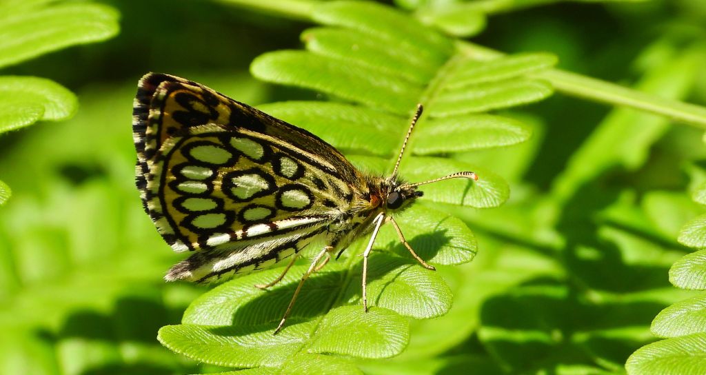 Rojnik morfeusz (Heteropterus morpheus)