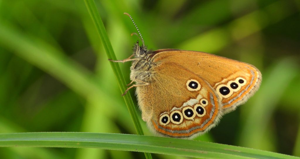 Strzępotek edypus (Coenonympha oedippus)