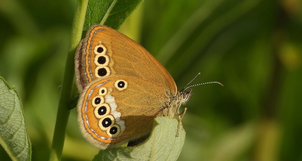 Strzępotek edypus (Coenonympha oedippus)