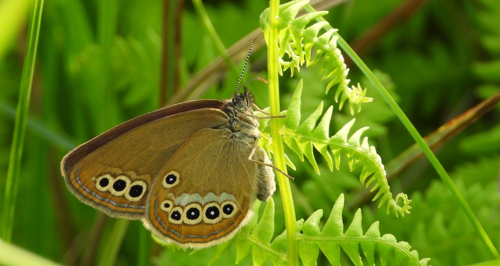 Strzępotek edypus (Coenonympha oedippus)