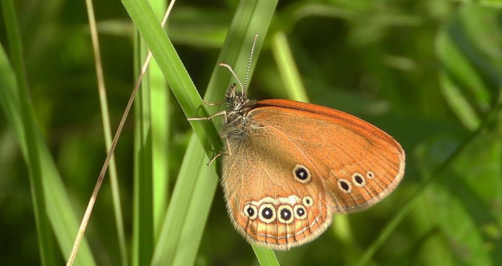 Strzępotek edypus (Coenonympha oedippus)