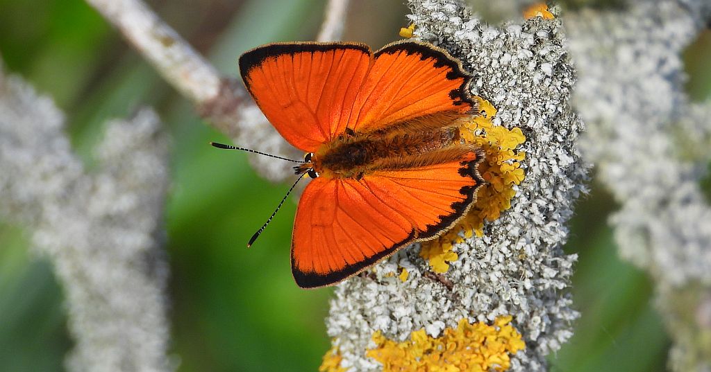 Czerwończyk dukacik (Lycaena virgaureae)