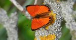 Czerwończyk dukacik (Lycaena virgaureae)