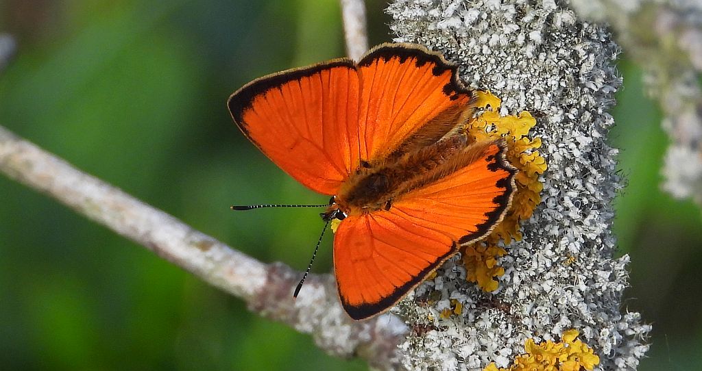 Czerwończyk dukacik (Lycaena virgaureae)