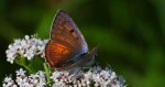 Czerwończyk zamgleniec (Lycaena alciphron)