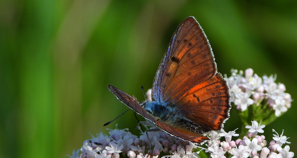 Czerwończyk zamgleniec (Lycaena alciphron)