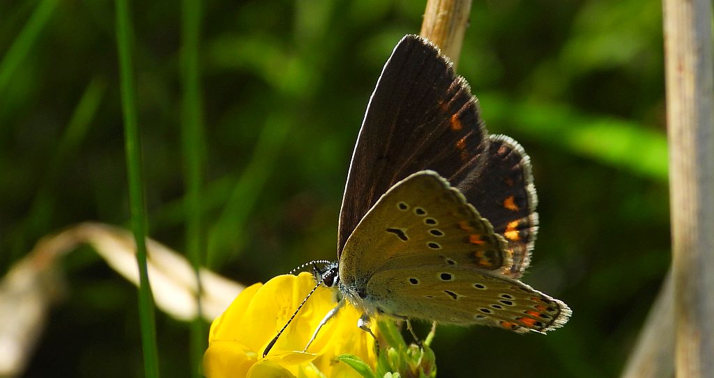 Modraszek amandus (Polyommatus amandus)