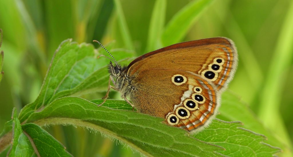 Strzępotek edypus (Coenonympha oedippus)