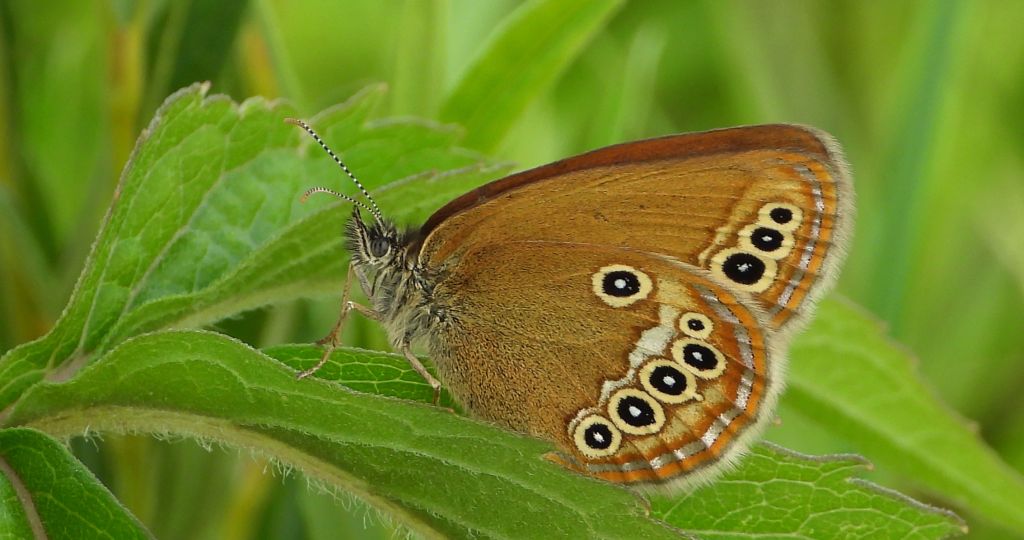 Strzępotek edypus (Coenonympha oedippus)