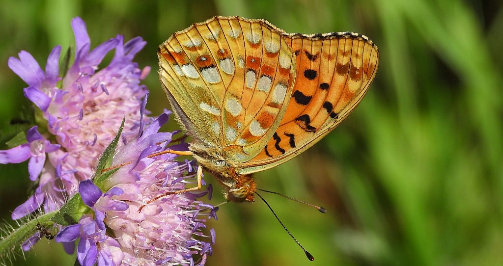 Dostojka adype, perłowiec adype (Argynnis adippe)