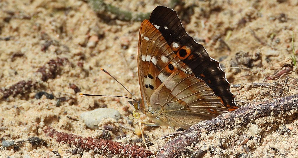 Mieniak strużnik (Apatura ilia)