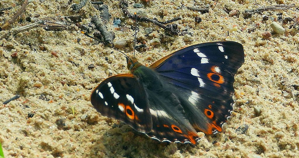 Mieniak strużnik (Apatura ilia)