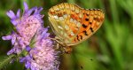 Dostojka adype, perłowiec adype (Argynnis adippe)