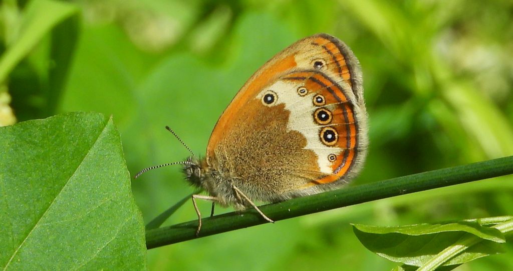 Strzępotek perełkowiec (Coenonympha arcania)