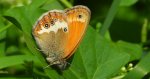 Strzępotek perełkowiec (Coenonympha arcania)