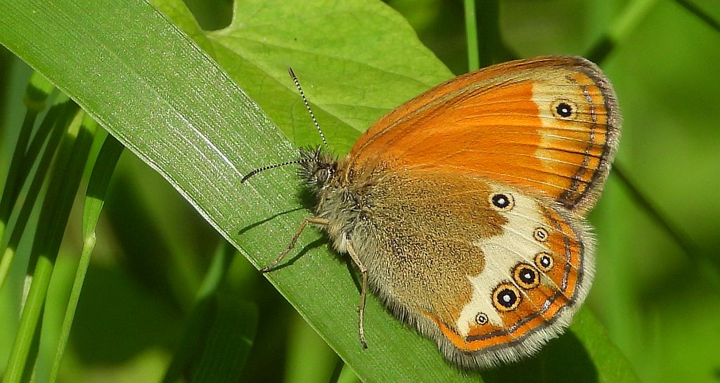 Strzępotek perełkowiec (Coenonympha arcania)