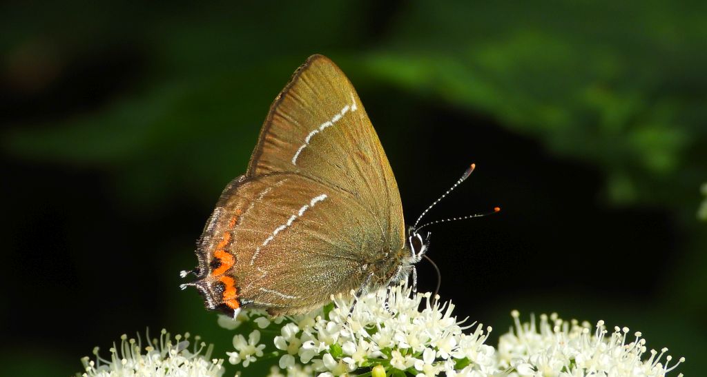Ogończyk wiązowiec (Satyrium w-album)