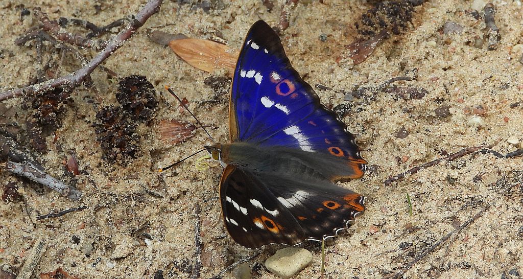 Mieniak strużnik (Apatura ilia)