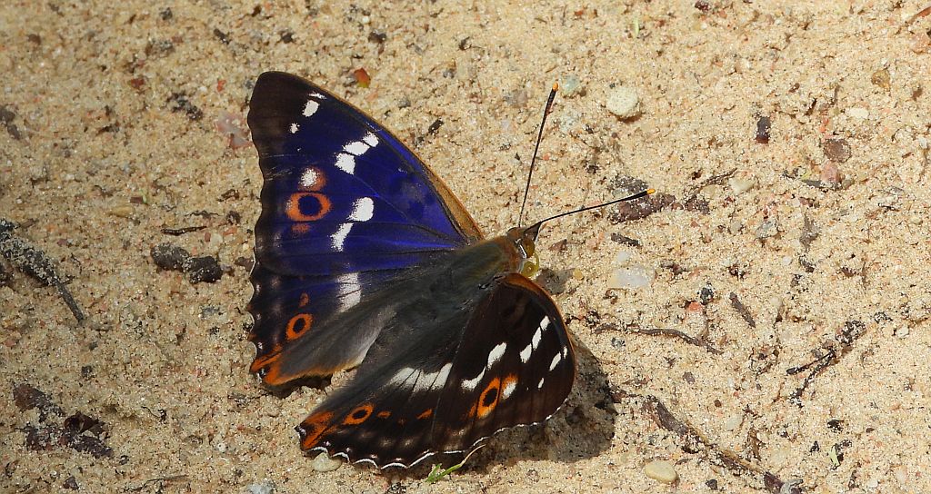 Mieniak strużnik (Apatura ilia)
