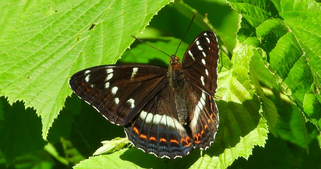 Pokłonnik osinowiec (Limenitis populi)