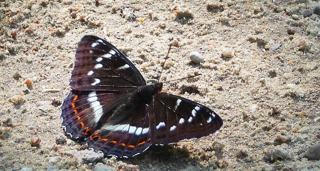 Pokłonnik osinowiec (Limenitis populi)