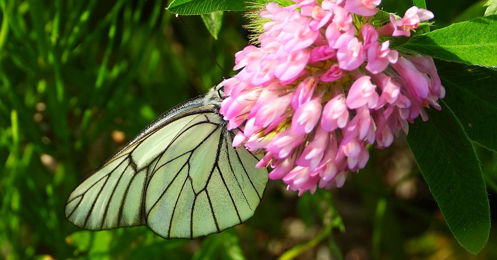 Niestrzęp głogowiec (Aporia crataegi)