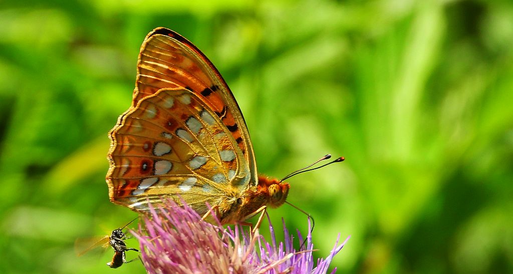 Dostojka adype (Argynnis adippe)