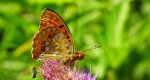 Dostojka adype (Argynnis adippe)