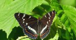 Pokłonnik osinowiec (Limenitis populi)