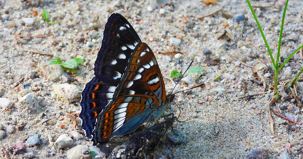 Pokłonnik osinowiec (Limenitis populi)